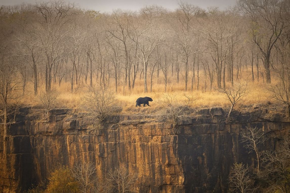 Panna-Sloth-bear-Phalgun-Patel Panna Sloth bear Phalgun Patel